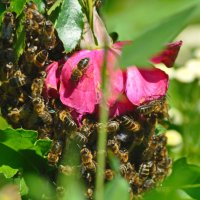 Пчелки :: Алена Лазарева