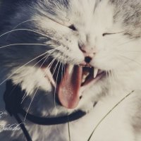 Мой кот :: Наталия Пацюк