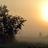 Утренний туман. :: Алиса Павлова