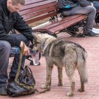 Жажда. :: Сергей Исаенко