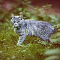 осторожна жизнь кота :: Дмитрий Седых