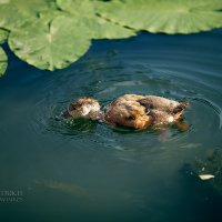 малыш учится плаваь :: Дмитрий Седых