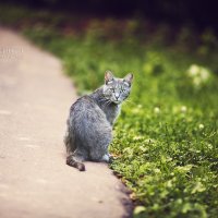 одинока жизнь кота :: Дмитрий Седых
