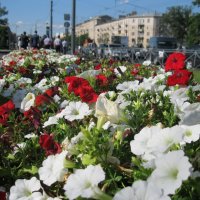 Цветы в Питере :: Валерий Струк 