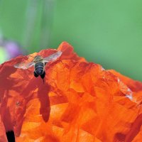 В полдень, пчела отбрасывает тень на лепесток мака :: Владимир Анакин