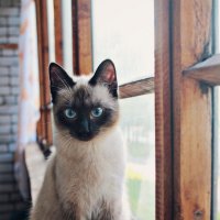 Cat :: Arina Kekshoeva