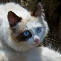 А глаза голубые.... :: Марина Назарова