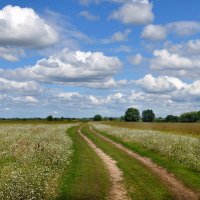 Дорога в лугах :: Диана Задворкина