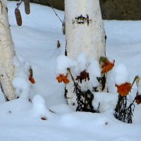 И этот снег совсем не виноват, что белым лёг на поздние цветы... :: Татьяна Смоляниченко