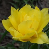Махровый тюльпан. :: ИриШка 