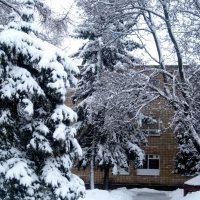Снежной зимой :: Елена Семигина