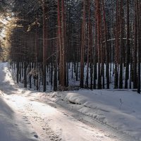 Сегодня лес как арфы струны... :: Лесо-Вед (Баранов)