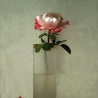 Три розы :: Флора 
