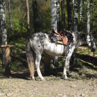 Прокат. В ожидании наездника. :: Олег Афанасьевич Сергеев