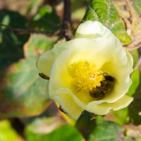Пчелка в цветке :: Kristina Suvorova