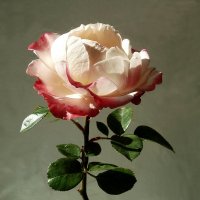 Роза :: Флора 
