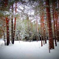 Еловый лес такой угрюмый . :: Мила Бовкун