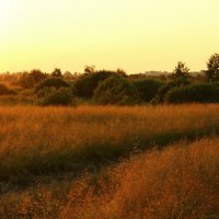 в лучах заката :: оксана 