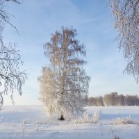 одинокая :: Николай Мальцев