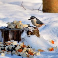 лучше семечку! :: linnud 