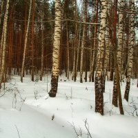 В декабрьском лесу. :: Анатолий. Chesnavik.