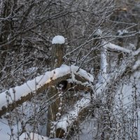 Старый сад зимой :: Вера Сафонова