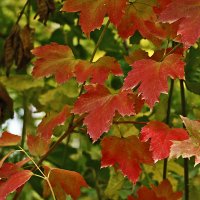Красные листья осени :: Светлана 