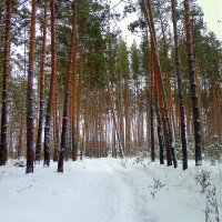 Гуляю по лесу. :: Мила Бовкун
