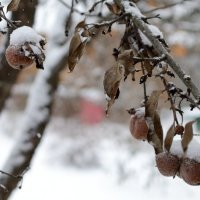 Яблоки на снегу, или снег на яблоках... :: Subway S