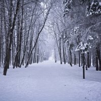 Загадка зимнего леса :: Павел Trump