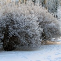 Зимний чубушник :: Ирина Румянцева