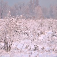 Заснеженный луг :: Екатерина Торганская