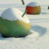 яблоки на снегу... :: Александр Прокудин