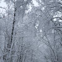 Прогулка по зимнему лесу :: Сергей Тагиров