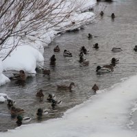 Уточки остались зимовать :: Наталья Воронцова