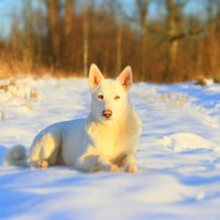 Моя лайка Динга :: Валентина Ломакина