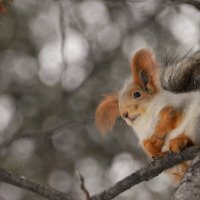 ... :: Светлана Винокурова