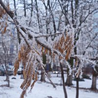 А у нас во дворе. :: Надежда Парфенова 