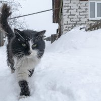 Нравится мне год петуха - весь год с курятинкой будем...)) :: Владимир Хиль