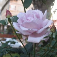 Новогодняя роза. 1.01.17 :: Герович Лилия 