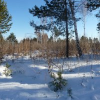 Зимой в лесу :: Галина Минчук