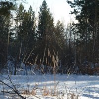 Зимой в лесу :: Галина Минчук