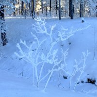 Кружевной лес :: Галина 