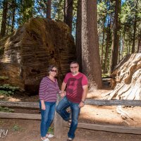 Big Trees of California. :: Leonid 