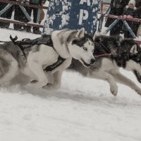Рождественская гонка на собачьих упряжках :: Елена Логачева