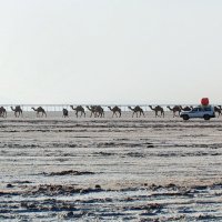Караван за солью в пустыне Данакиль. :: Евгений Печенин