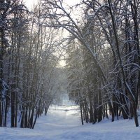 Зима в лесу) :: Татьяна Колганова