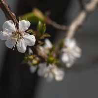 через пару месяцев весна! :: наталья 