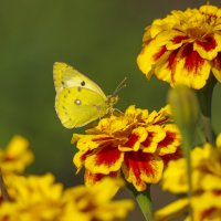 Искусство маскировки :: Михаил Измайлов