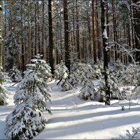 Зимний лес :: Leonid Rutov
